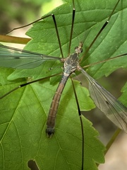 Tipula fulvipennis