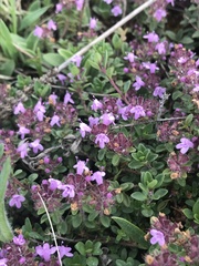Thymus odoratissimus