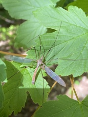 Tipula fulvipennis