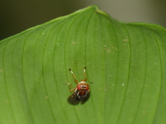 Scholastinae