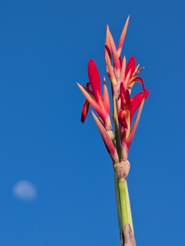 Canna indica observed 2026-10-30