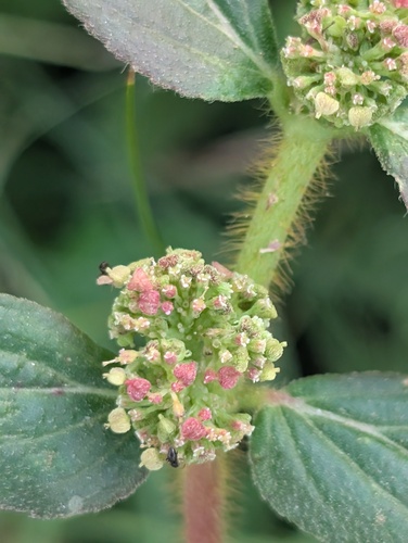Euphorbia hirta observed 2026-10-30