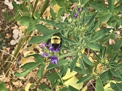 Bombus