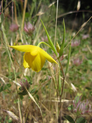 Calochortus amabilis