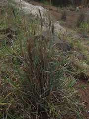 Dichanthium sericeum sericeum