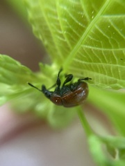 Attelabus nitens