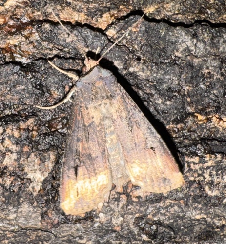 Agrotis ipsilon observed 2026-10-29