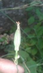 Silene undulata polyantha