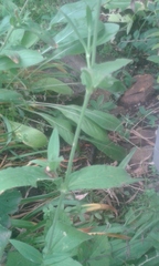 Silene undulata polyantha