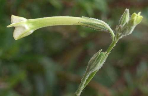 Image of Nicotiana suaveolens by (c) Russell Best, some rights reserved (CC BY)