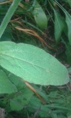 Silene undulata polyantha