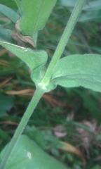 Silene undulata polyantha