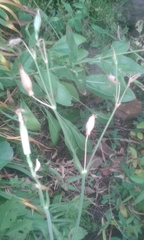 Silene undulata polyantha