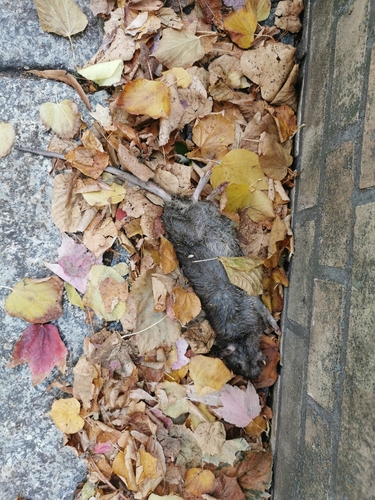 Rattus rattus observed 2026-10-30
