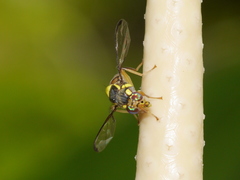 Bactrocera
