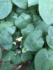 Epimedium × versicolor