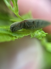 Agriotes pilosellus