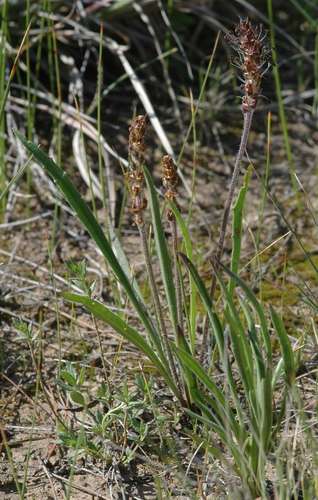 Image of Plantago gaudichaudii by (c) Russell Best, some rights reserved (CC BY)