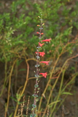 Penstemon murrayanus