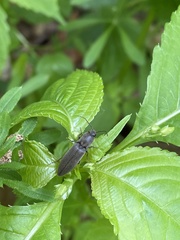 Agriotes pilosellus