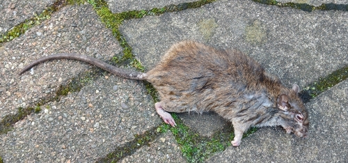 Rattus rattus observed 2026-10-30