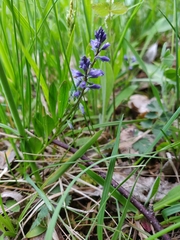 Polygala comosa