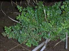 Asplenium subglandulosum