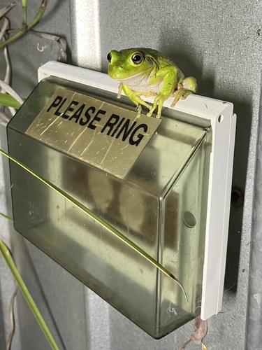 Litoria observed 2026-10-30