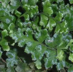 Asplenium subglandulosum
