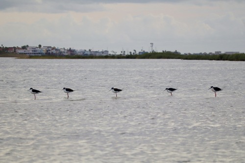 Himantopus mexicanus observed 2026-10-29