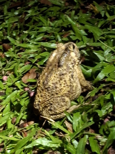 Duttaphrynus melanostictus observed 2026-10-30