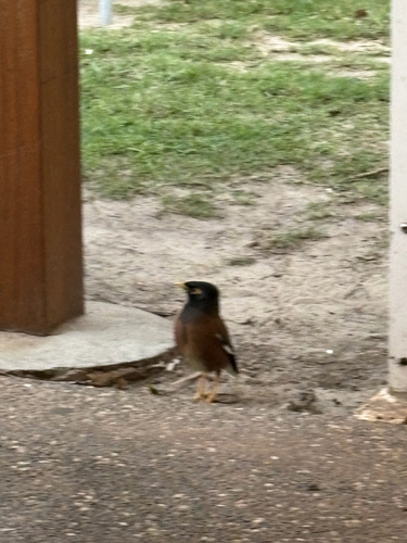 Acridotheres tristis observed 2026-10-30