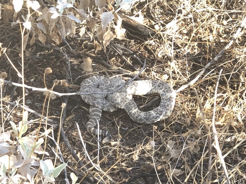 iNaturalist observation photo of Southwestern Speckled Rattlesnake