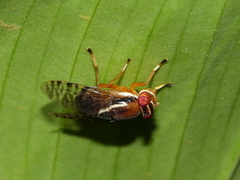Scholastinae