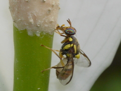 Bactrocera