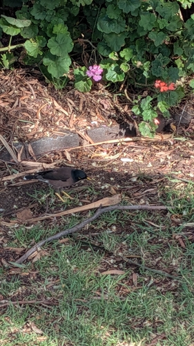 Acridotheres tristis observed 2026-10-30