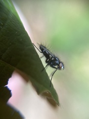 Phyllomya