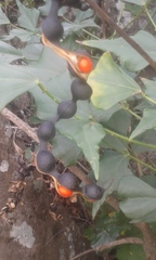 Erythrina humeana