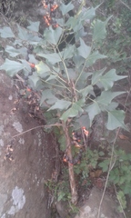 Erythrina humeana