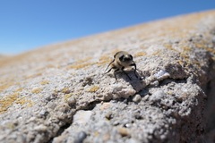 Cephenemyia stimulator