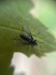 Phyllomya