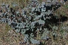Eucalyptus rubida