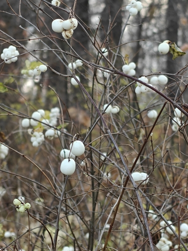 Vaccinium observed 2026-10-30