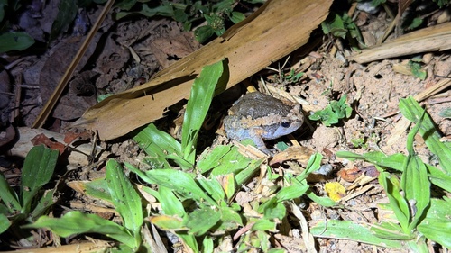 Kaloula pulchra observed 2026-10-30