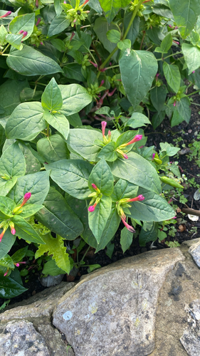 Mirabilis jalapa observed 2026-10-30