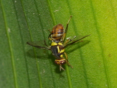Bactrocera