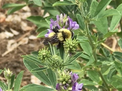 Bombus