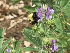 Bombus