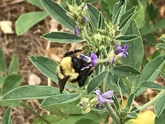 Bombus