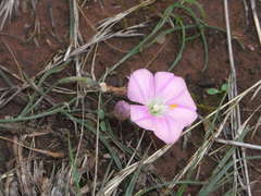 Pink Bindweed (Convolvulus erubescens)